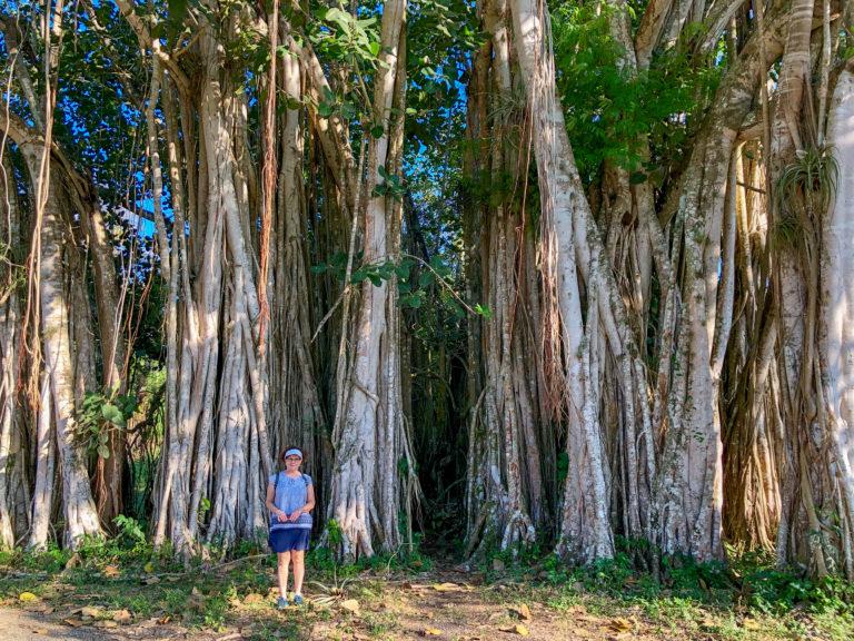 big trees